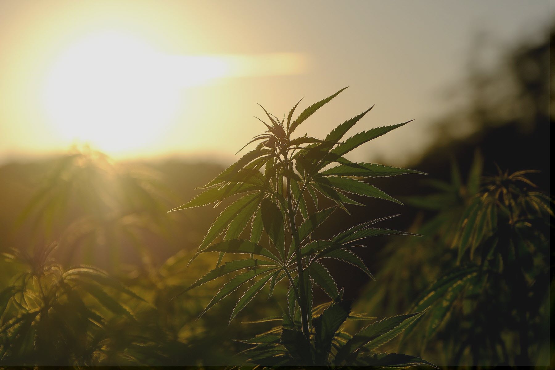image of marijuana plants outside in the sun