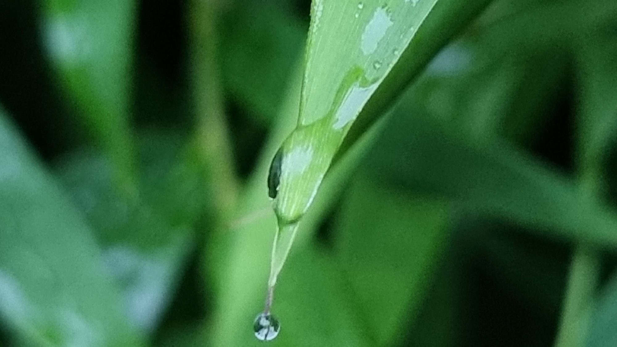 drop of water on bamboo leaf