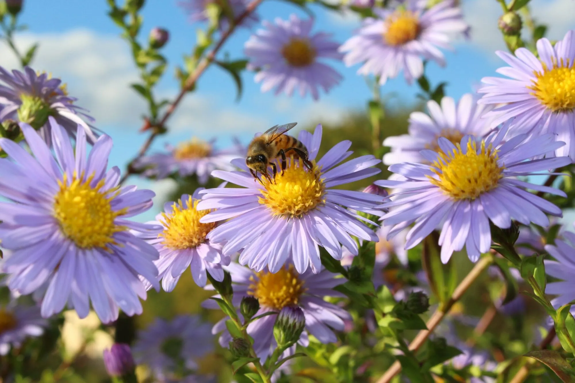 be sitting on a purple flower