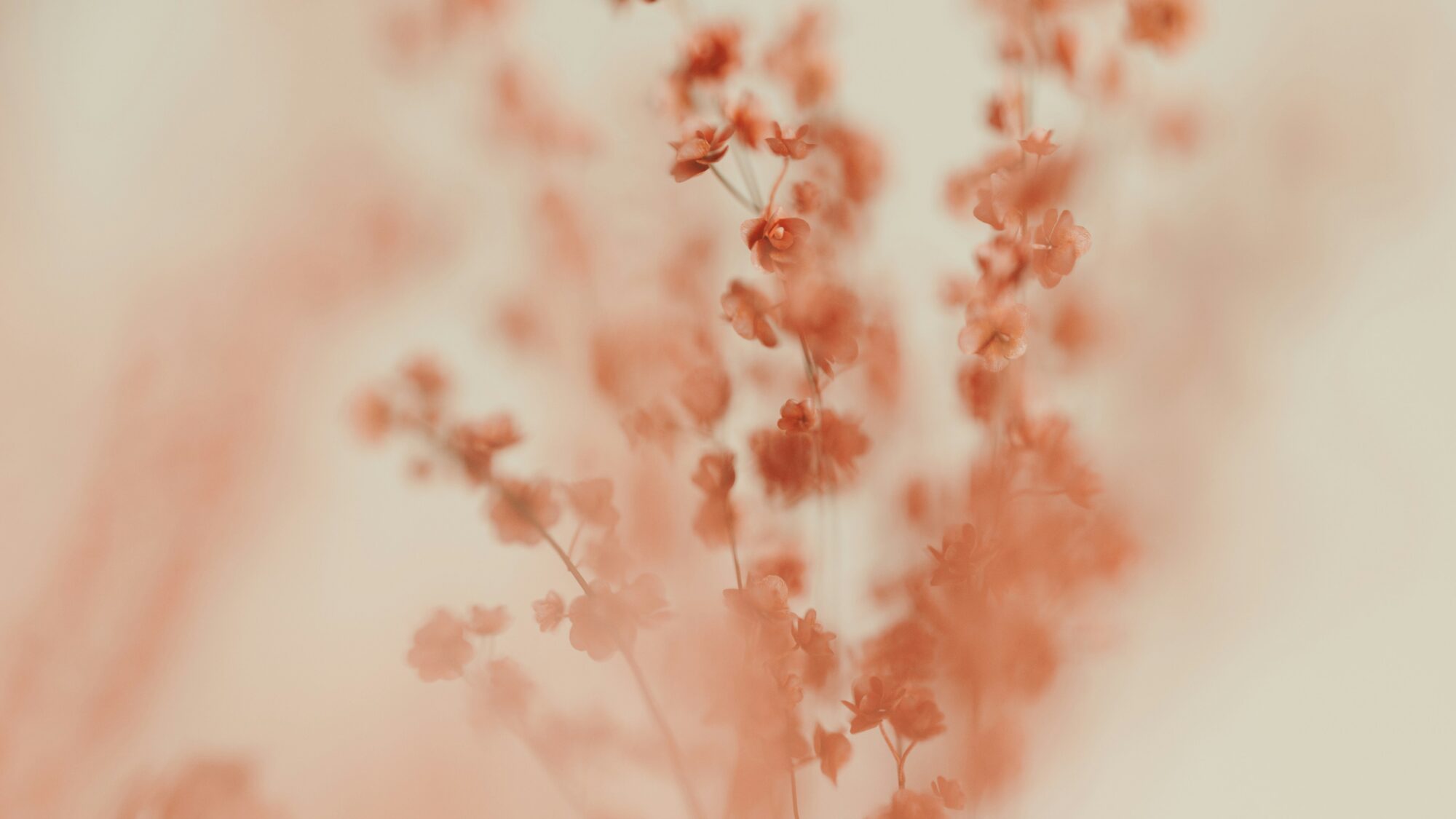 flowers in nature