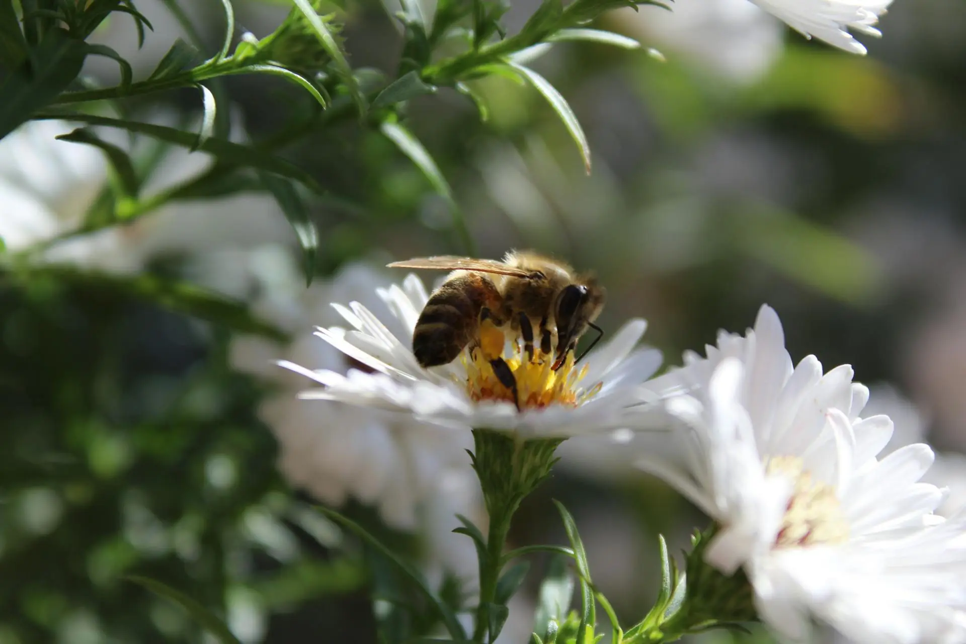 bee pollinating on flower