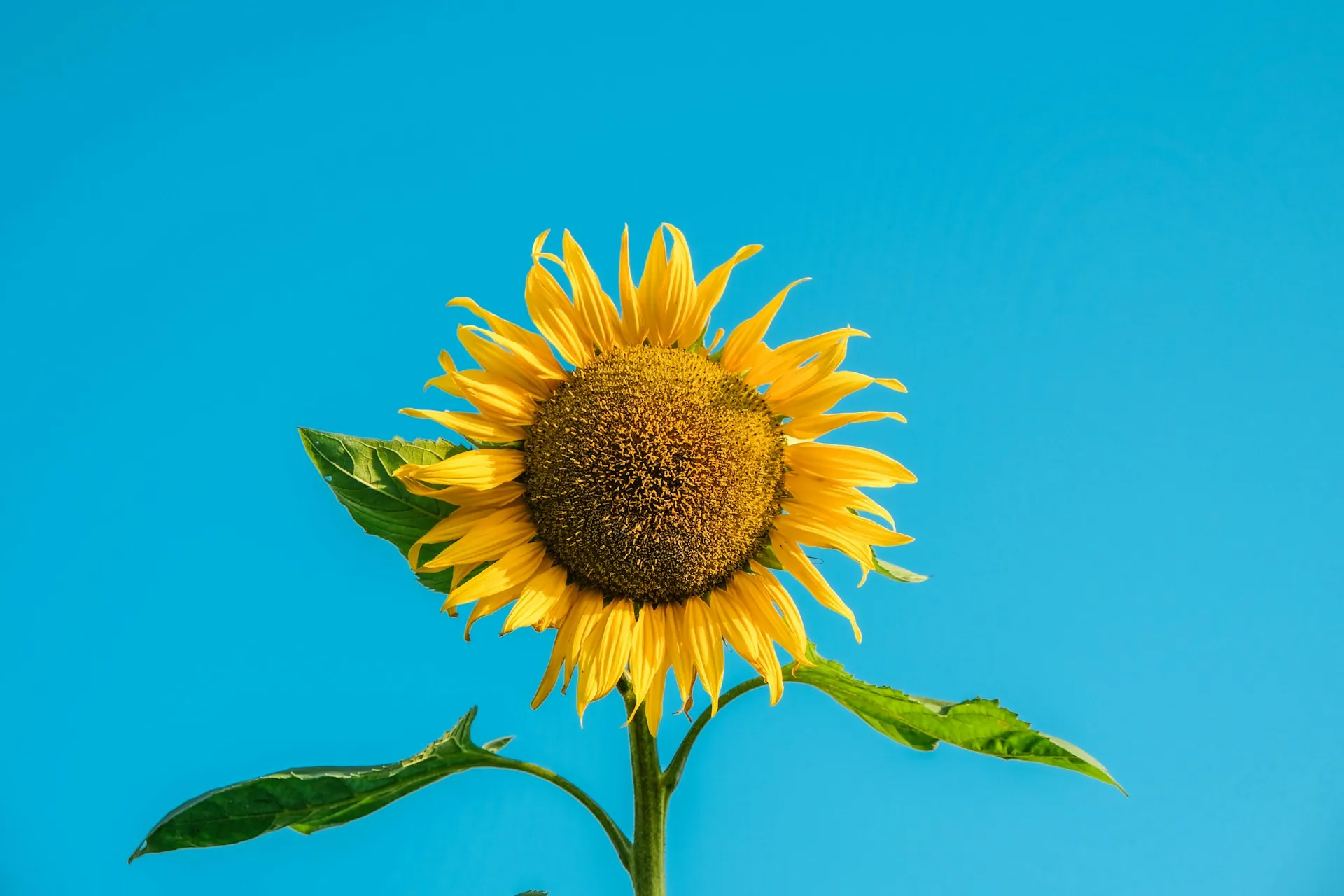 sunflower and sky