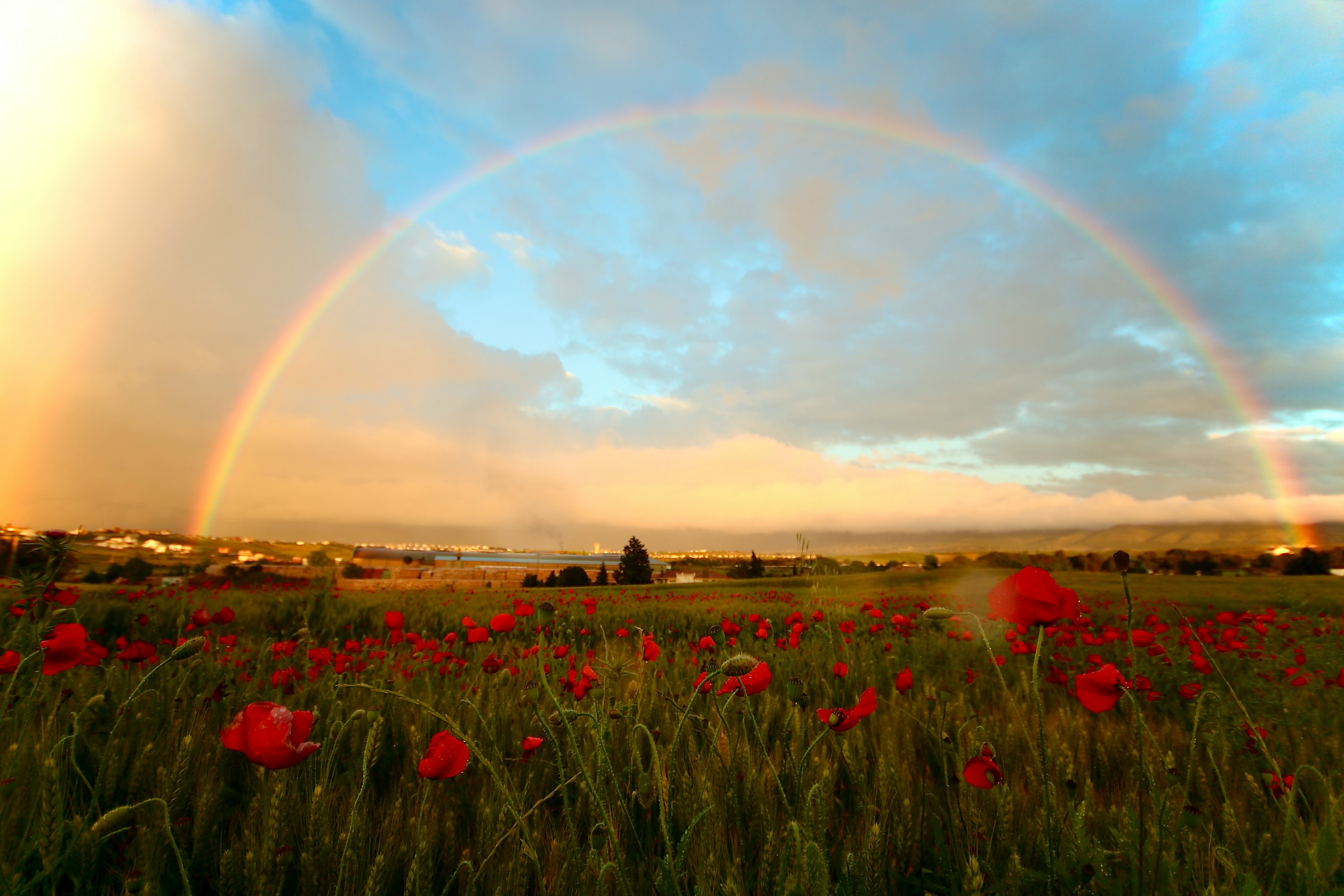 rainbow over flower field