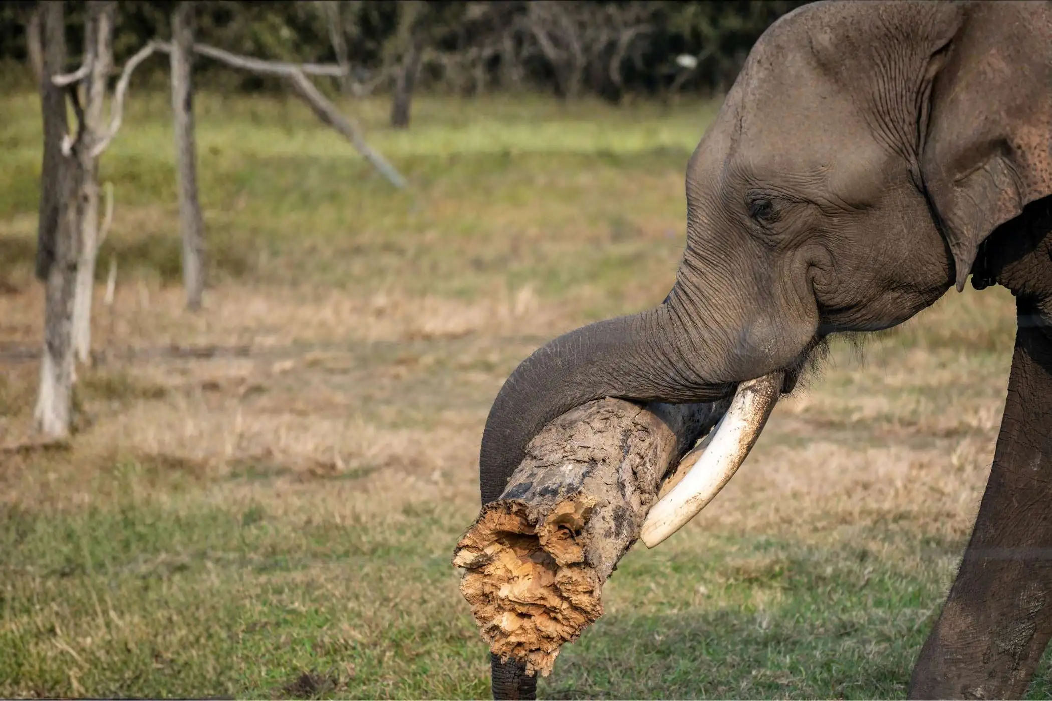 elephant carrying a log