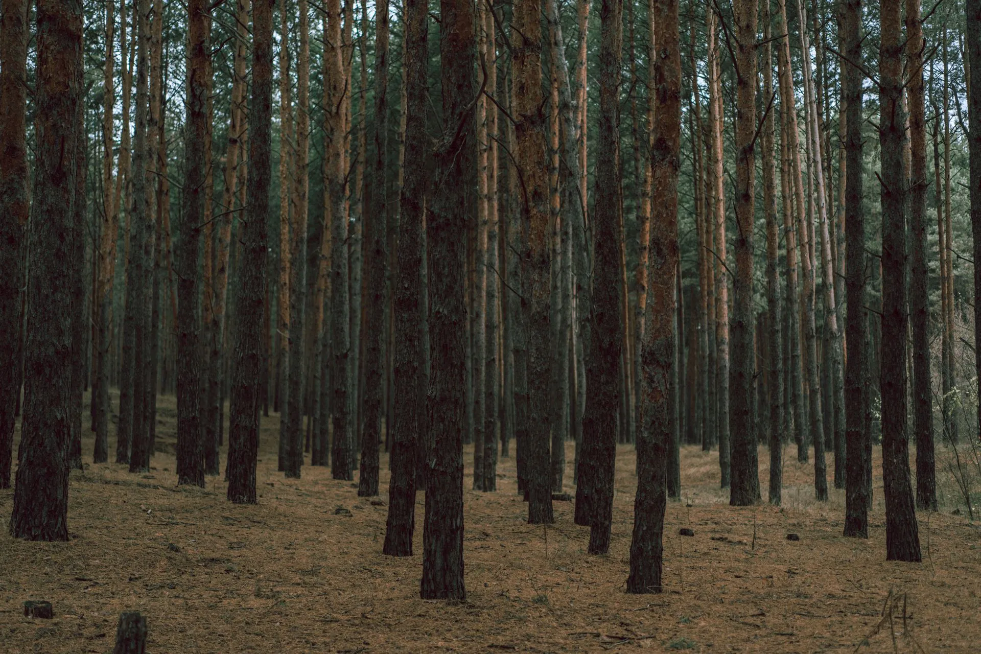 dense tree trunks